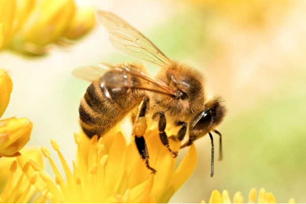 Mộng có ong rồi mình giết chết ong là kiểu điềm gì?