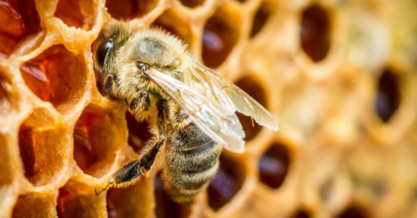 Mơ thấy ong mật nên làm gì?
